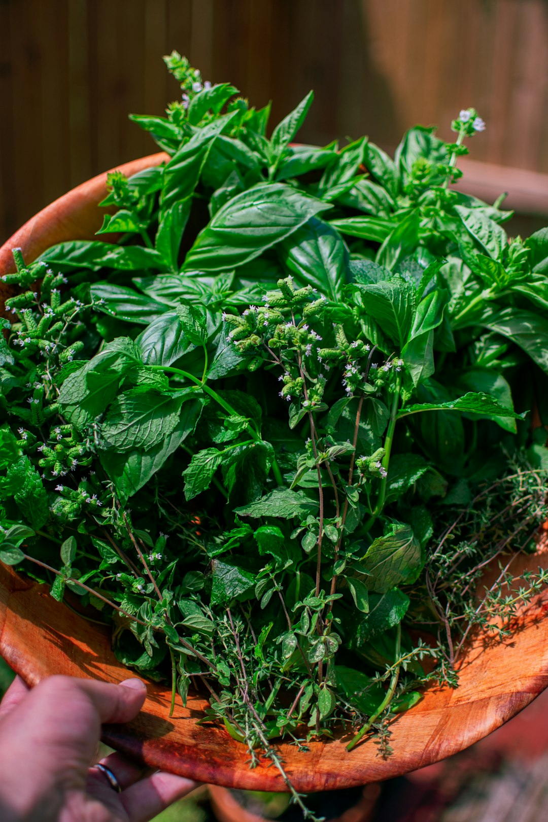 世界の月桂樹伝統